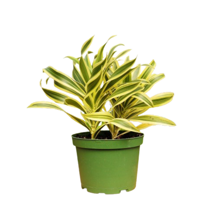 1 Mystery Plant Monthly Subscription Box
