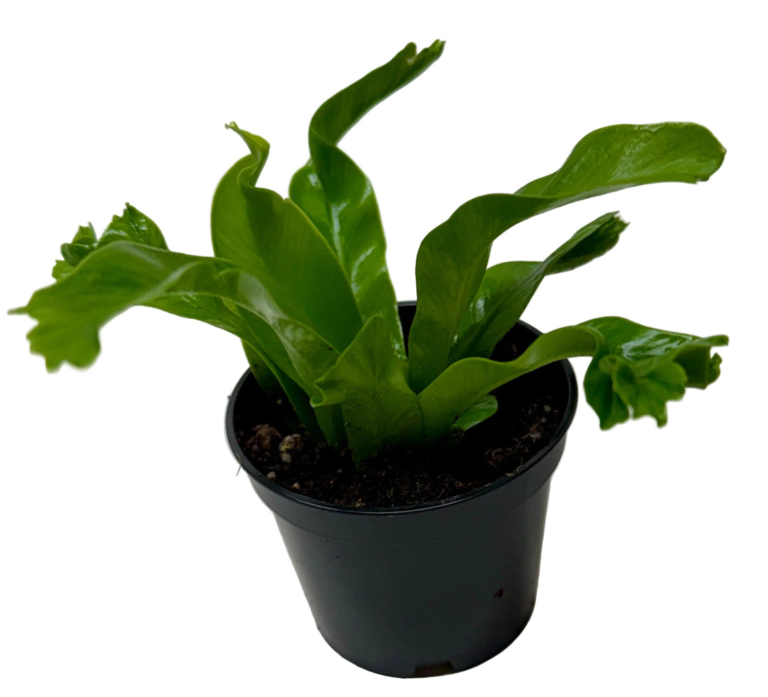 Bird's Nest 'Leslie' Fern